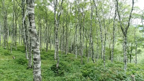 The forest of the white birch Stock Footage 88088311