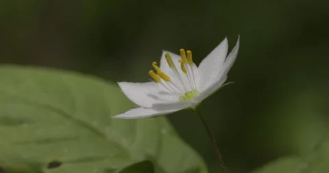 Forest white flower, close-up, 4K slomo Stock Footage 244390359