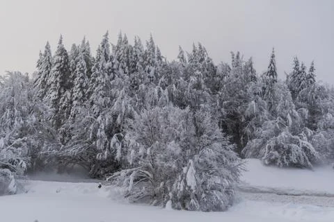Forest in white Foto stock