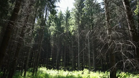 Forest Wide Angle looking up Stock Footage 135742043