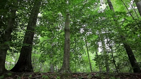 Forest Wide Video stock 82953832