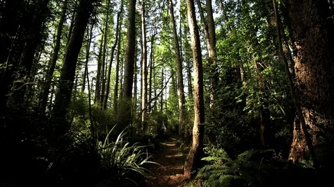Forest Wide Shot - Path and Hiking Trail - Tall Trees - New Zealand Stock Footage 83255485