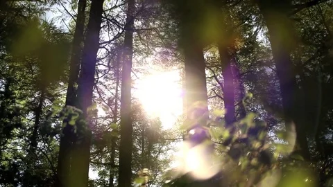 Forest Wide Shot - Sun Moving through the Trees - Warm, Summer, Soft Feeling Stock Footage 83255306