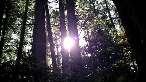 Forest Wide Shot - Sun Through the Trees - Warm, Soft Feeling Vídeos de archivo 83255254