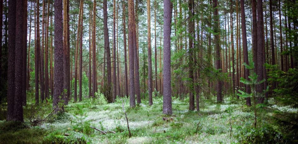 Forest wild background Stock-Fotos