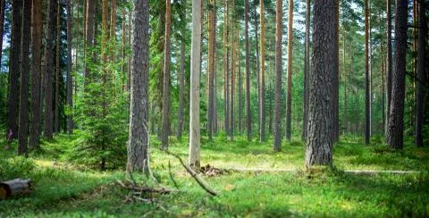 Forest wild background Stock Photos