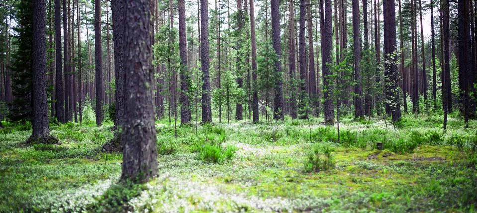 Forest wild background Stock-Fotos