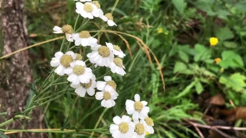 Forest wild flowers, white chamomile flowers Stock Footage 248316450