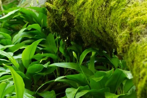 Forest wild garlic Stock Photos