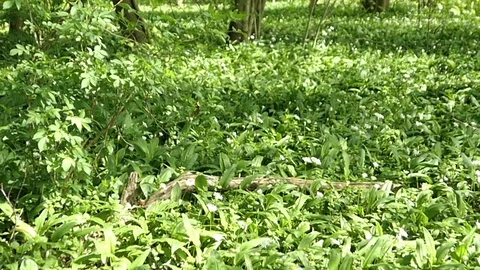 Forest with wild garlic ramson growing and blooming in springtime. 스톡 동영상 90753931