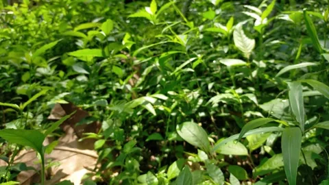 Forest wild grass Video stock 289439581