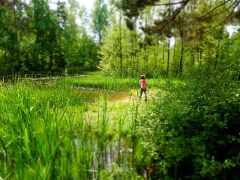 Forest wild lake Stock Photos