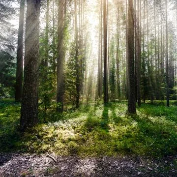Forest. Wild plants and trees Stock Photos