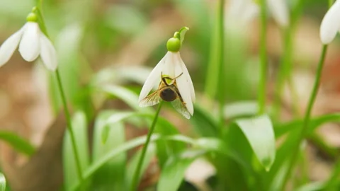 In Forest Wild Spring Snowdrops Or Galanthus Nivalis Bloom Against Blurred Stock Footage 260279988