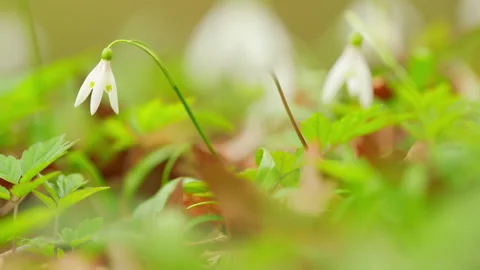 In Forest Wild Spring Snowdrops Or Galanthus Nivalis Bloom Against Blurred Stock Footage 260295037