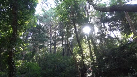 Forest with wild vegetation Video stock 270442180