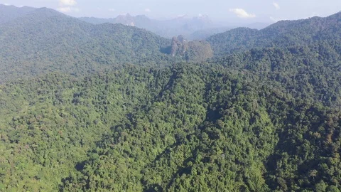 Forest Wilderness Stock Footage 102503774