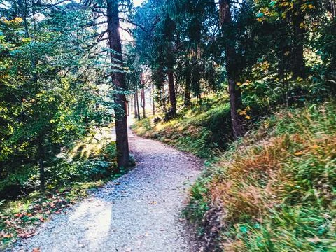 Forest Wilderness Path Surrounded by Tree Stock-Fotos