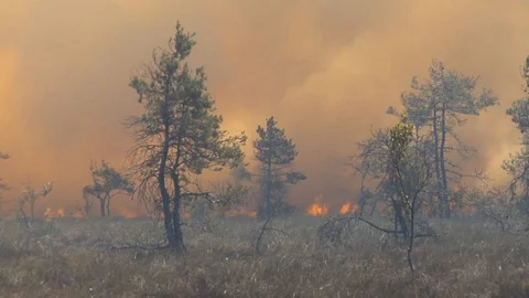 Forest wildfire. Burning field of dry grass and trees. Heavy smoke against sky. Видео 92437077