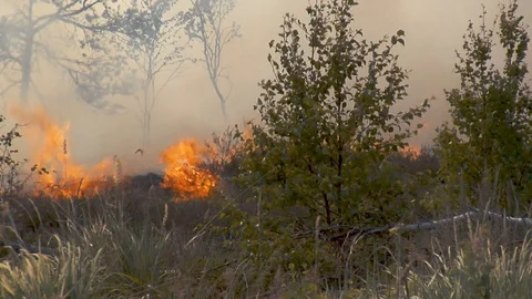 Forest wildfire. Burning field of dry grass and trees. Heavy smoke against sky. Stock Footage 92437084