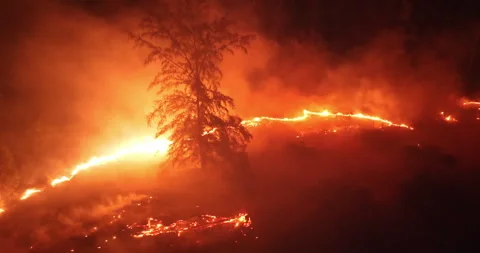 Forest wildfire burning at night devouring natural landscape Video stock 328985265