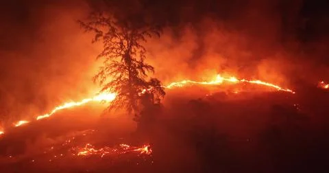 Forest wildfire burning at night devouring natural landscape Stock Photos