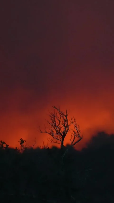 Forest wildfire burning with thick smoke and glowing flames Vidéo 340354199
