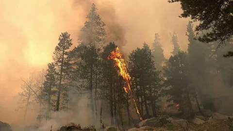 Forest wildfire burning through trees with thick smoke Vídeo Stock 336474110