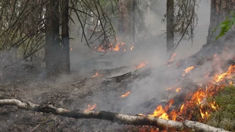 Forest wildfire is burning the trees in Siberia. Stock-Footage 168325688