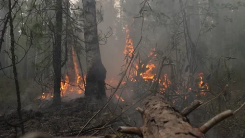 Forest wildfire is destroying the trees in Siberia Stock Footage 168322470