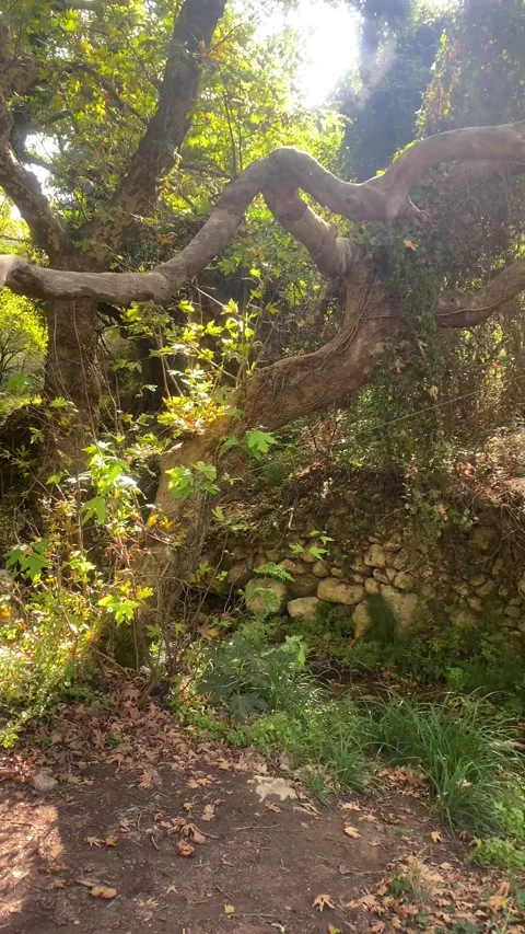 Forest. Wildlife. Trees. Bushes.  Vertical video Stock-Footage 286333460