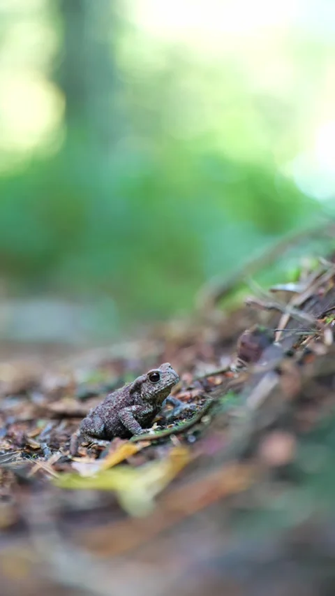 Forest Wildlife Video of a Small Toad on the Ground 動画素材 327845184