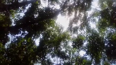 Forest, wild,nature Stock Footage 172077282