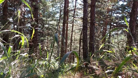 Forest Wind Blowing Footage Video stock 250089866