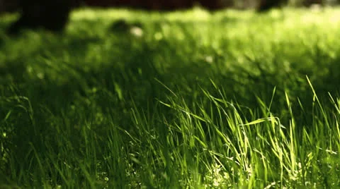 Forest Wind in Grass HD Stock Footage 22825000