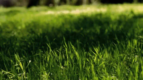 Forest Wind in Grass Pan HD 스톡 동영상 22852259