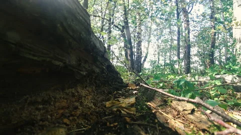 In the forest, the wind moves through the foliage in sunny weather Stock Footage 158018523