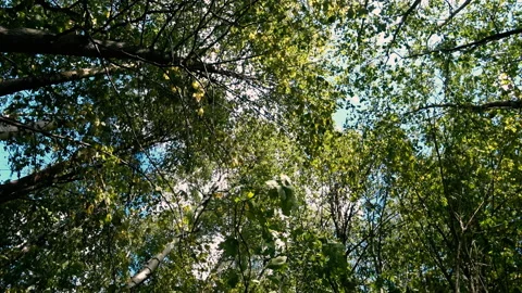 In the forest, the wind moves through the trees in sunny weather Stock Footage 158018603