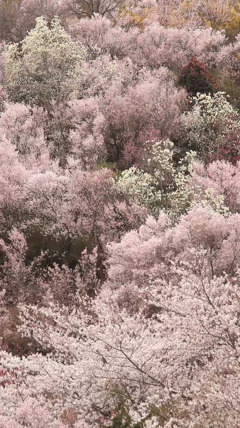 The Forest of Wind-Swept Tokai Cherry Blossoms and Magnolia Flowers 스톡 동영상 330166569