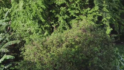 Forest in the wind. The wind moves and rustles the branches of the trees Stock Footage 294941796