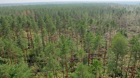 Forest windbreak Stockbeeldmateriaal 101295805