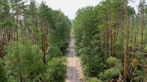 Forest windbreak 스톡 동영상 101295888