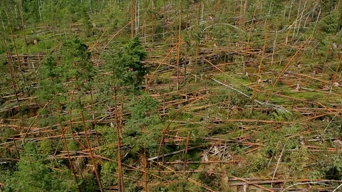 Forest windbreak Video stock 101295955