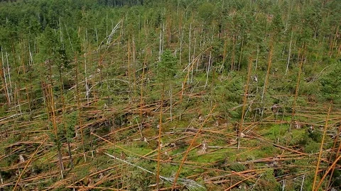 Forest windbreak Video stock 101295977