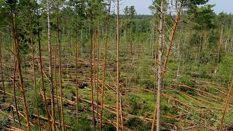 Forest windbreak Video stock 101296104