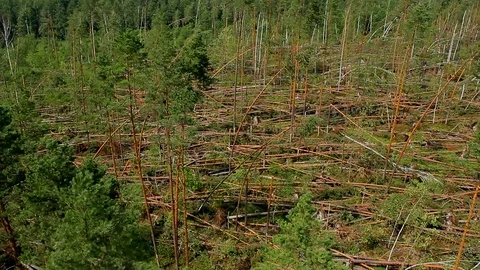 Forest windbreak Video stock 101296127