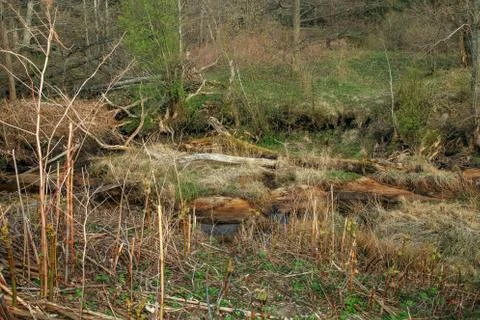Forest windbreak in a ravine Stock Photos