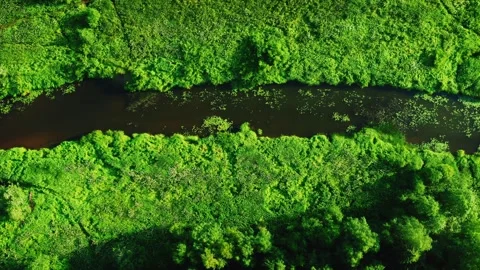 The forest winding narrow river, along the banks of the lush green meadow Stock Footage 257701932