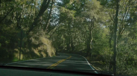 Forest Winding Road 1 Stock Footage 34423119