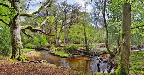 Forest winding  stream Stock Photos
